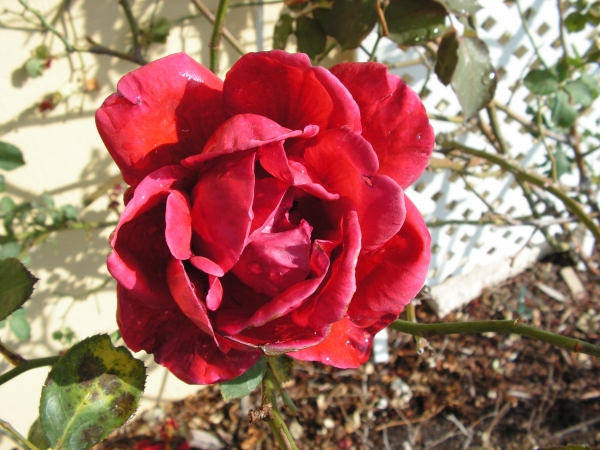 Creation of The Wilting Rose & the Gas Cap: Step 1